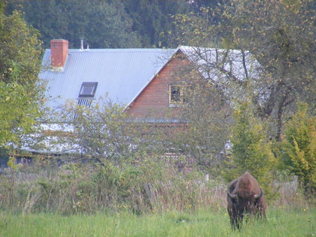 Olsik Białowieża